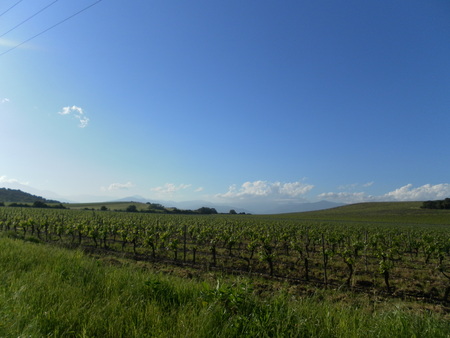 Corsican landscape forestの写真素材