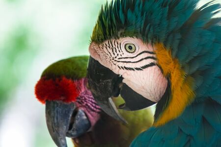 The yellow-blue macaw Ara ararauna