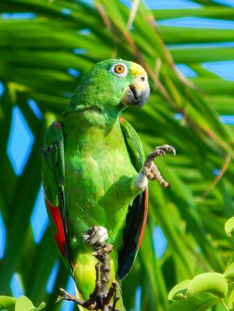 parrot waving