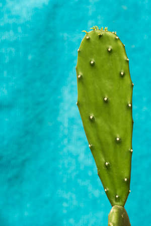 prickly pear isolated on mint color background
