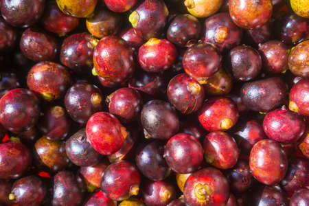 corozo fruit bunch tropical exotic fruits isolated groupの写真素材