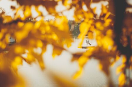 view on a sea through beautiful orange colored autumn leavesの写真素材