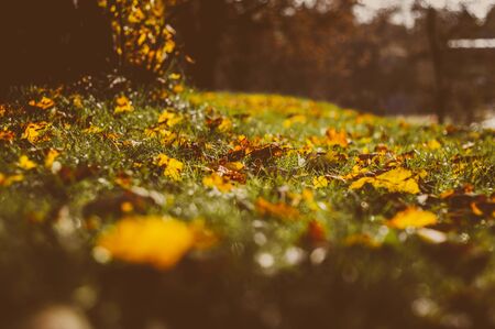 beautiful orange colored autumn leaves between grassの写真素材