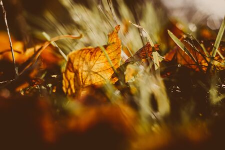 close-up of beautiful orange colored autumn leaf between grass