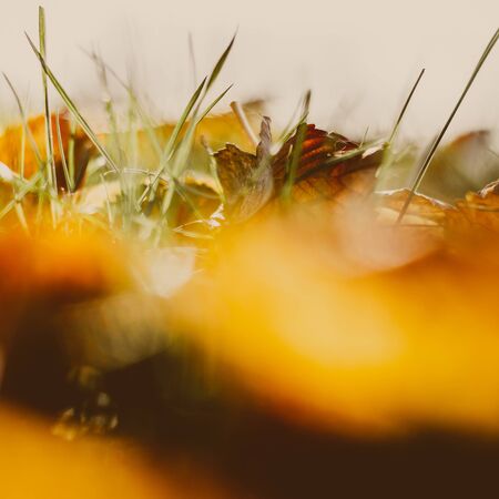 close-up of beautiful orange colored autumn leaf between grassの写真素材
