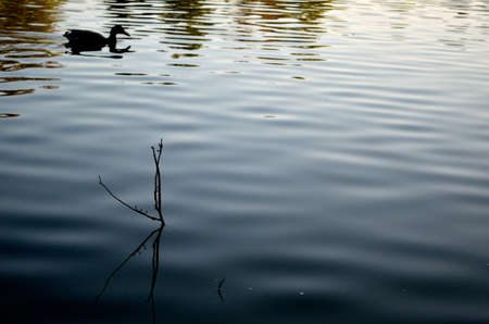 A branch sticking out of a lake, with a duck in the background の写真素材