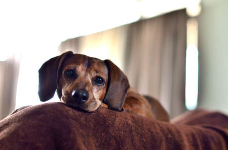 A Dachshund laying over a brown blanket の写真素材