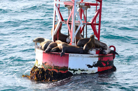 Sea Lions on a Buoyの写真素材