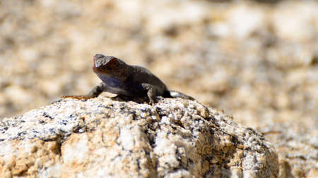 A lizard on a desert rockの写真素材
