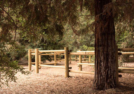 A Hiking Trail with Redwood Treesの写真素材