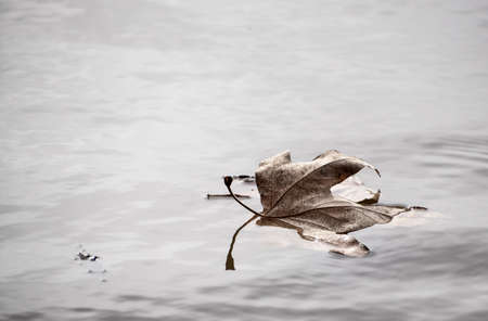 A Leaf Floating on Waterの写真素材