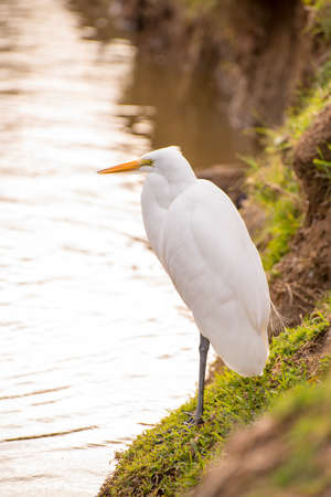 A White Egret Standing Near a Lakeの写真素材