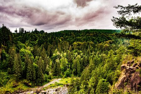A View of the Forestの写真素材