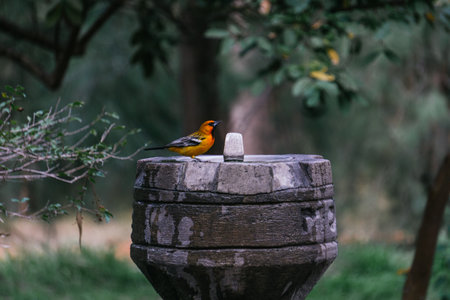 orange bird in a fountain drinking water