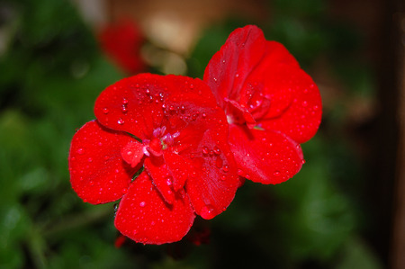 Little Red Flowers with Dewの写真素材