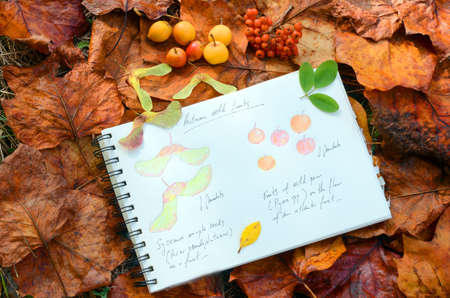 Still life made with autumn wild fruits and a notebook with drawings of maple fruits (Acer psedupoplatanus), rowan (Sorbus aucuparia) and crab apple (Malus sylvestris)の写真素材