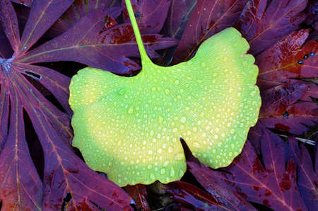 Macro photograph of a Ginkgo biloba leaf with dew drops on top of dead leavesの写真素材