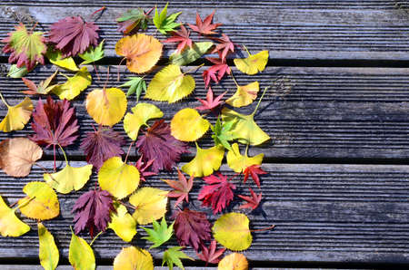 Composition of maple, linden and ginkgo leaves fallen to the ground in autumn with a space for...