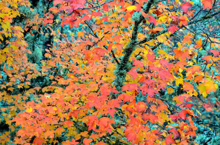 Detail of a Montpellier maple in autumn in the Valderejo natural parkの写真素材