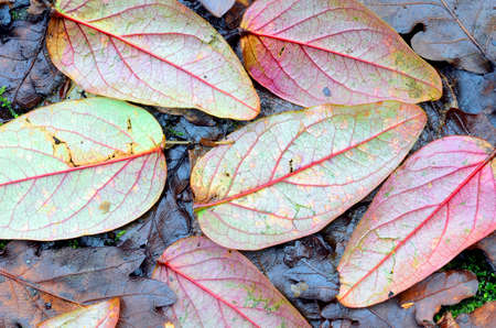Hypericum androsaemum leaves fallen on the ground showing their beautiful textureの写真素材