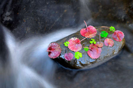 Oxalis acetosella and Saxifraga hirsuta leaves on a rock in a riverの写真素材