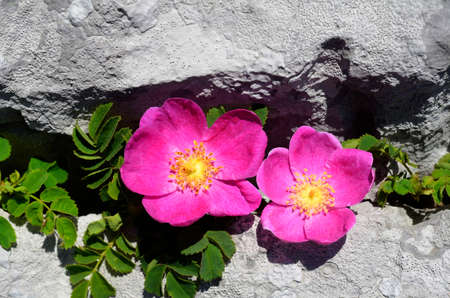 Rosa pendulina is a beautiful rose that grows among the rocks of the mountainsの写真素材