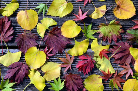 Composition of leaves of maple, linden and ginkgo fallen to the ground in autumnの写真素材