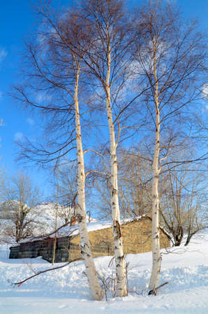 Some birch trees grow next to a snow-covered cabin in the Pas Valleyの写真素材