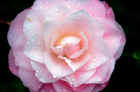 Camellia flower (Camellia sinensis), native to East Asia and cultivated as an ornamental for its beautyの写真素材