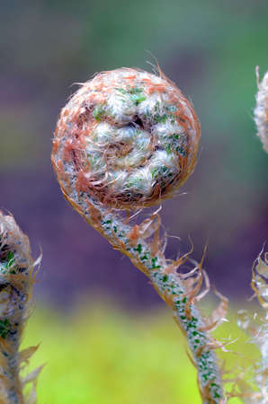 Young leaves of the fern Dryopteris affinis commonly called scaly male fernの写真素材