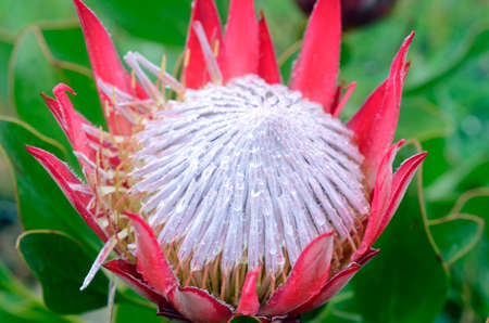 Protea cynaroides native to South Africa and cultivated as an ornamental plant