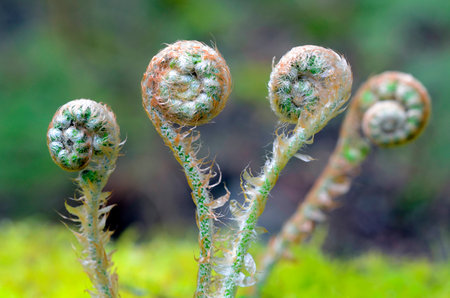 Young leaves of the fern Dryopteris affinis commonly called scaly male fernの写真素材