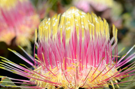 Banksia undata flower, an endemic plant to Western Australia  that is cultivated for its beauty