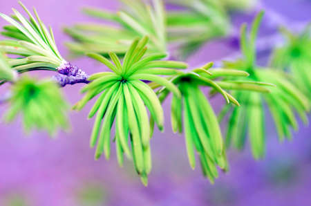 Pseudolarix amabilis, native tree of China that is cultivated for its beautyの写真素材