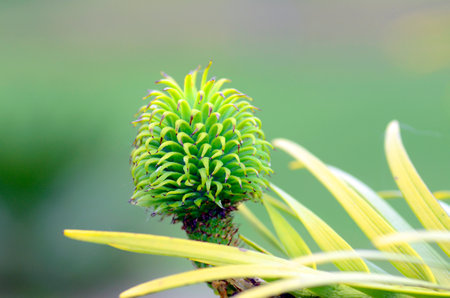 Female flower of Wollemia nobilis, native tree of Australiaの写真素材