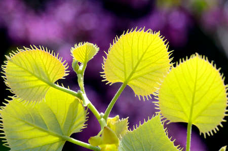 Tilia henryana, Chinese tree grown for its beautyの写真素材