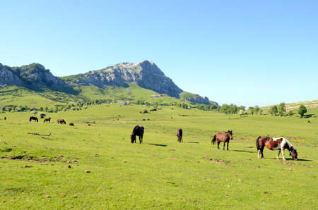 Horses in the Arraba meadow in the Gorbeia Natural Park, Basque Country. In the background you can see Mount Lekandaの写真素材