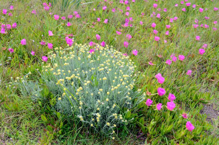 Helichrysum stoechas (indigenous plant) and Carpobrotus edulis (invasive plant) on a duneの写真素材