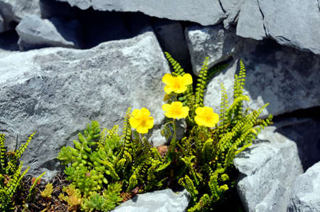 Helianthemum nummularium flowers on the rocks of a mountainの写真素材
