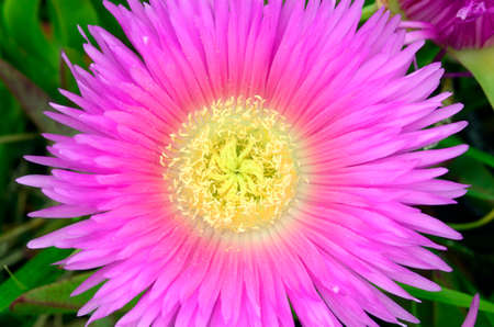 Flowers of Carpobrotus edulis, invasive plant native to South Africaの写真素材