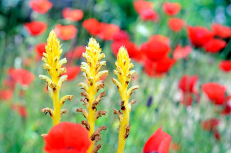 Wildflowers: Orobanche sp, a parasitic plant surrounded by poppiesの写真素材