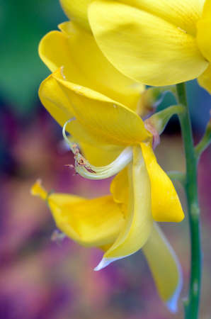 Wild flowers: Cytisus striatus, a plant used in gardening
