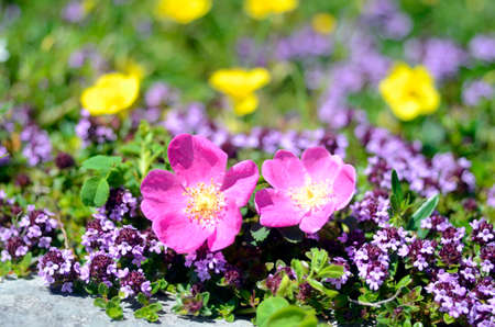 Rosa pendulina is a beautiful rose that grows among the rocks of the mountainsの写真素材