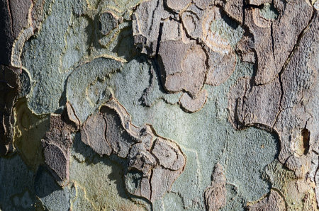 Bark of Platanus x hispanica (or also Platanus x occidentalis)の写真素材