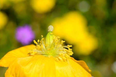 Wildflowers: Welsh Poppy, Meconopsis cambrica