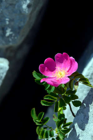 Rosa pendulina is a beautiful rose that grows among the rocks of the mountainsの写真素材