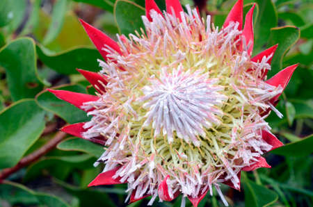 Protea cynaroides, a beautiful cultivated plant native to South Africaの写真素材