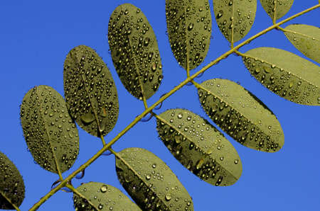 Leaves of Robinia pseudoacacia, commonly known as black locust, with raindrops