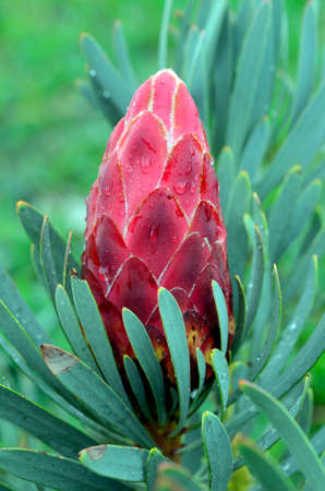 Protea Venus, a cultivated variety native to South Africa