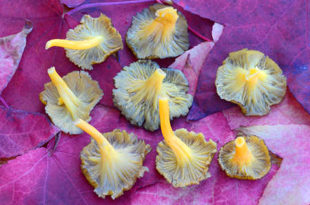 Craterellus lutescens or Cantharellus lutescens is an edible wild mushroom highly appreciated for its flavor that grows in pine forestsの写真素材